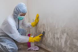 Professional Mold Inspection in Hines, OR